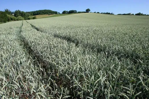 Météo : êtes-vous surpris par la douceur en ce début d'année ?