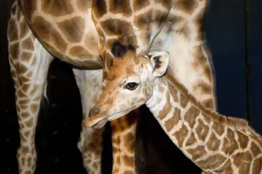 Une autre girafe menacée d'euthanasie au Danemark