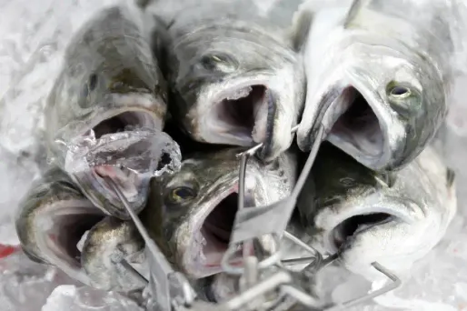 De la prison pour 44 kg de truites