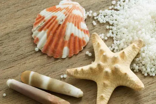 Des étoiles de mer se font hara-kiri