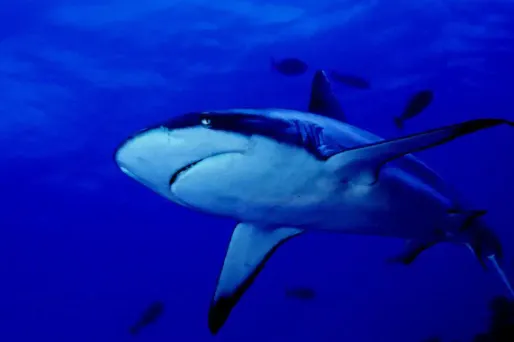 Un kitesurfer a été mordu près de Nouméa, en Nouvelle-Calédonie.