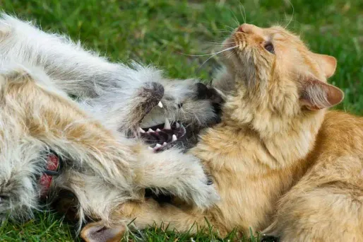 Découvrez l'expression préférée des Français