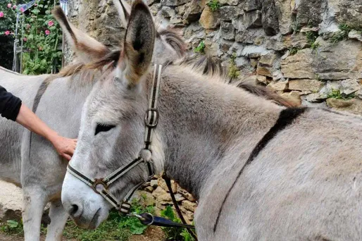 Privé de permis, il roule en charrette tirée par un âne