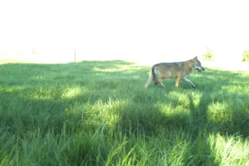 Un loup photographié à 250 km de Paris