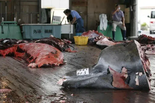 60% des Japonais soutiennent la chasse à la baleine