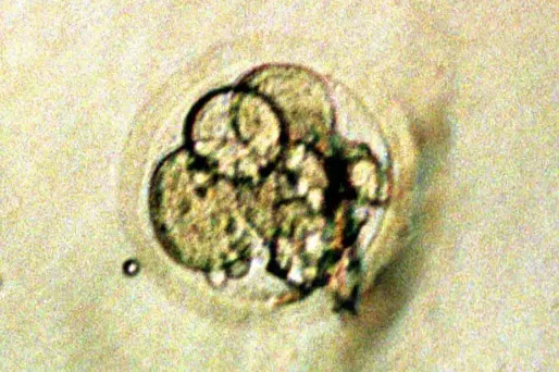 Fertilité : le secret de l'ovule dévoilé