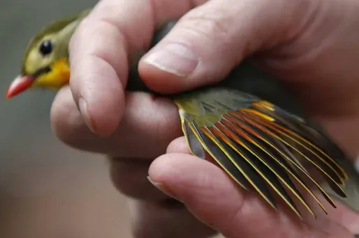 Des rossignols du Japon ont été saisis sur l'A9 par des douaniers.