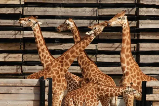 Les girafes dans leur enclos.