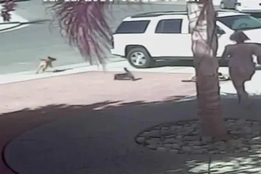 Attaqué par un chien, un enfant est sauvé par son chat