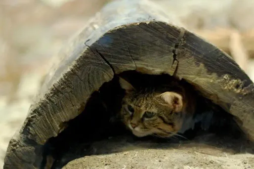 Un chat (photo d'illustration)