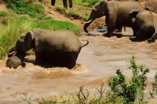 VIDEO - Un éléphanteau sauvé de la noyade par ses aînés