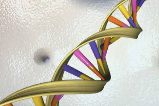L'information génétique de tous les êtres vivants est naturellement écrite dans leur ADN sous la forme d'un enchaînement de quatre molécules de base, ou "lettres" : l'adénine (A), la thymine (T), la guanine (G) et la cytosine (C).