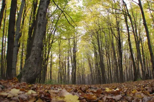 Certaines forêts françaises servent de rendez-vous sexuel pour une partie de la population.