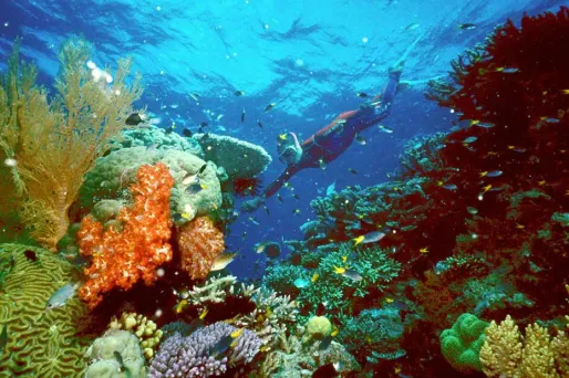 Australie : la grande barrière de corail déclassée par l'Unesco ?
