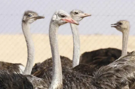Condamné pour avoir battu à mort une autruche au zoo