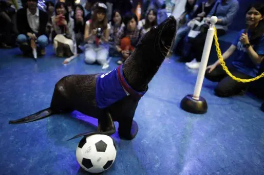 Une otarie pronostique la victoire des Bleus