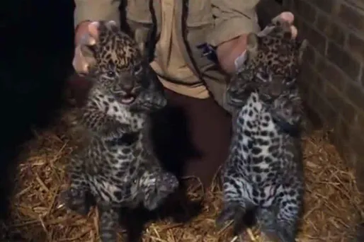 Maubeuge : naissance de deux panthères très rares au zoo