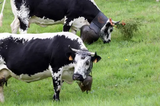 Scandale de la vache folle : il n'y aura pas de procès