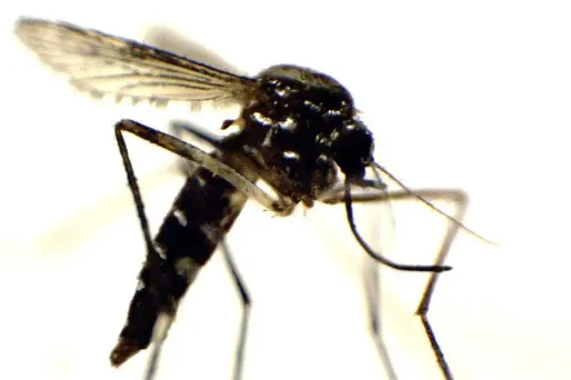 Antilles : l'épidémie de chikungunya prend de l'ampleur