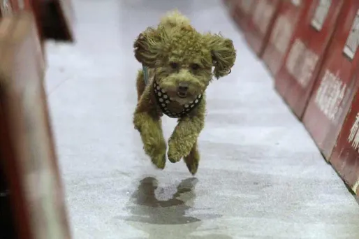 La dispute a été causée par une bagarre entre deux caniches.