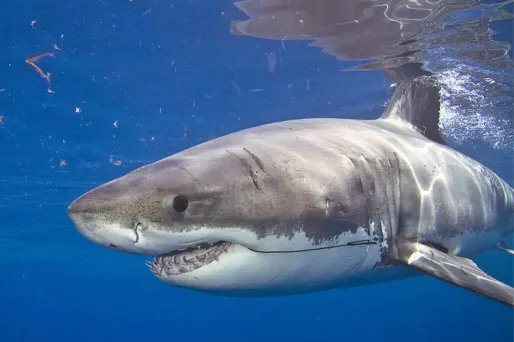 La Réunion : nouvelle attaque de requin à Saint-Leu
