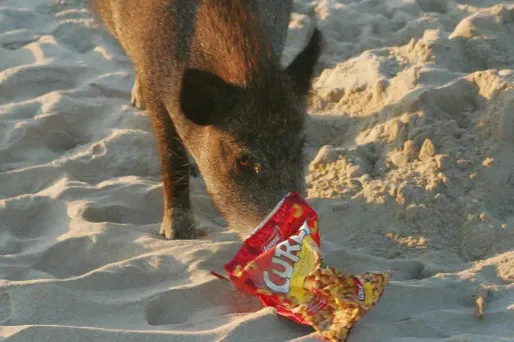 Dans les communes bordant le parc national des Calanques, les sangliers s'aventurent à la recherche de nourriture.