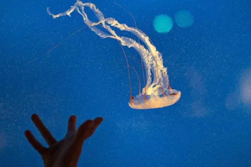 Un Français âgé de cinq ans, en vacances en Thaïlande avec ses parents, a succombé à une piqûre de méduse samedi sur l'île de Koh Phangan.