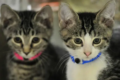 L'ADN des chats pourrait révéler bien des secrets.