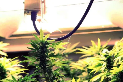 Du cannabis aux portes de la Maison-Blanche ?