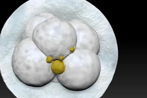 FIV : l'impression en 3D pour augmenter les chances de réussite