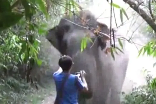 Il se fait charger par un éléphant mais ne bouge pas
