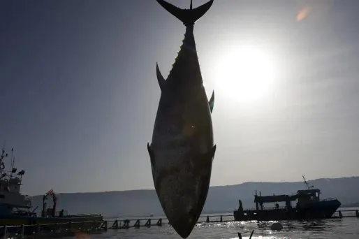 Les Français consomment du thon non durable