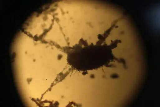 Le Nobel de chimie récompense l'exploration de l'infiniment petit