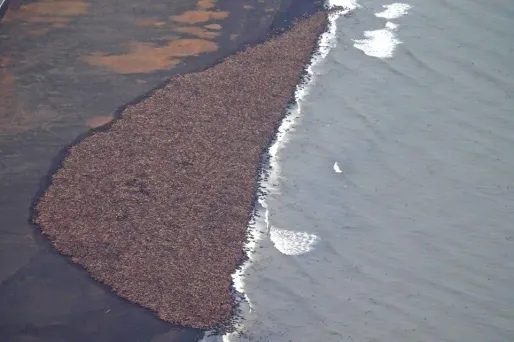 35.000 morses privés de banquise se réfugient sur une plage