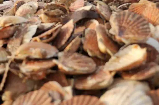 Ces Saint-Jacques qui font l'aller-retour entre la France et la Chine