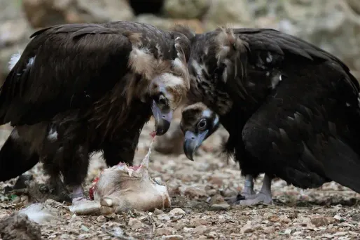 Un éleveur condamné pour avoir abattu un vautour
