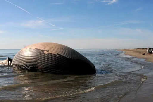 Camargue : une baleine échouée sur une plage