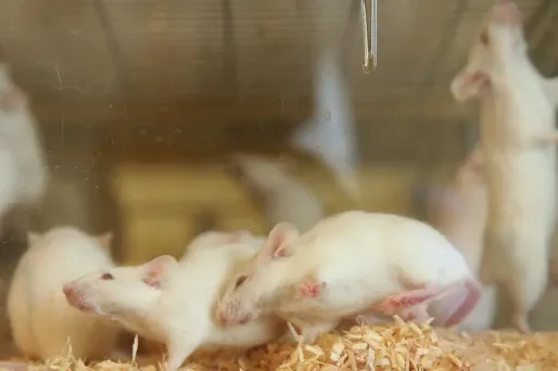 Les dissections de souris à l'école, c'est terminé