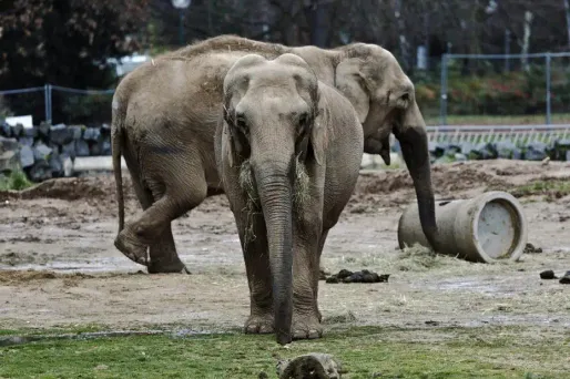 Baby et Népal, les éléphantes de Lyon.