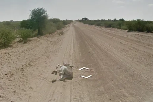 Google n'a pas tué d'âne au Bostwana