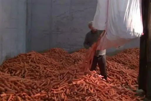 63 kg d’amphétamines saisis sous des carottes