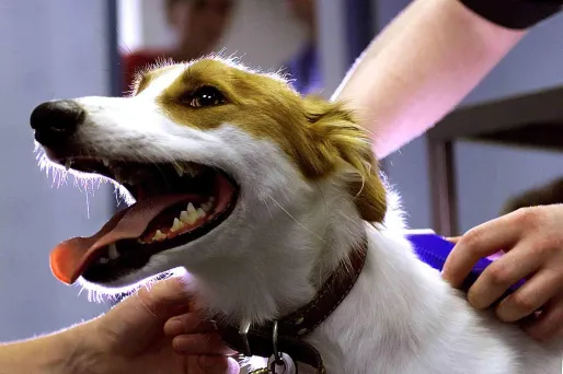 Un chien de la race Saluki, en train de se faire implanter une puce.
