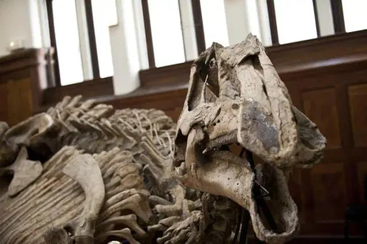 Une météorite a achevé les dinosaures