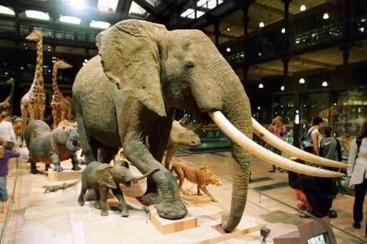 Il s'attaque à l'éléphant de Louis XIV