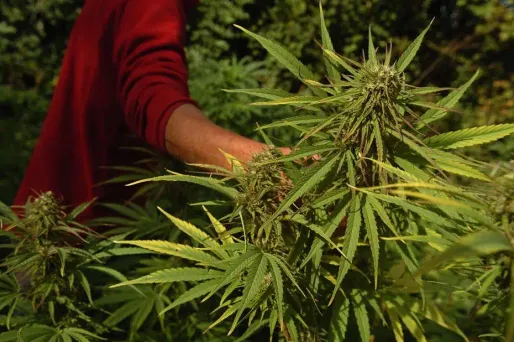 Les "Cannabis social club" sortent du bois