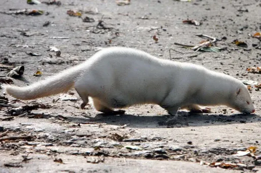 Suède : des visons décimés par l'armée
