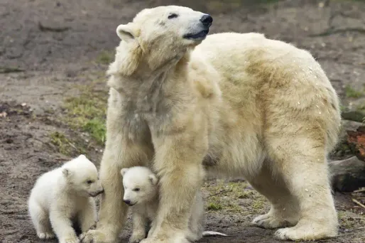 Oui, on peut acheter de l’ours polaire