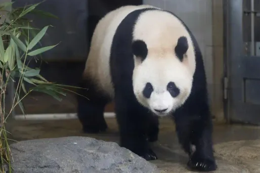 VIDEO - Japon : un panda nommé désir