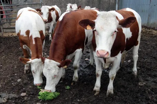 16 vaches meurent électrocutées en Aveyron