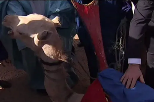 Mali: le chameau offert à Hollande... mangé